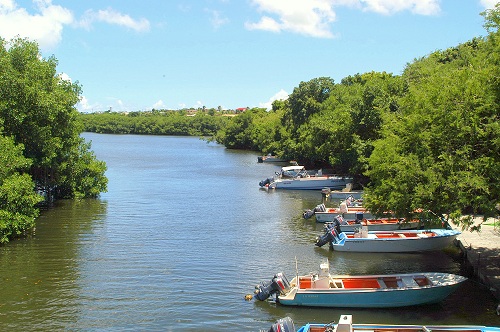 Mangrove