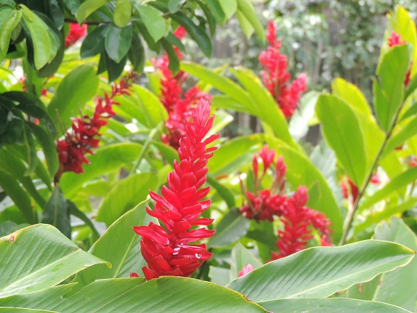 Alpinia ou lavande rouge